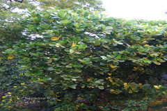 Guettarda speciosa